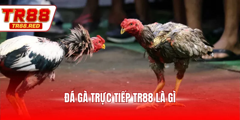 Đá gà trực tiếp TR88 là gì?