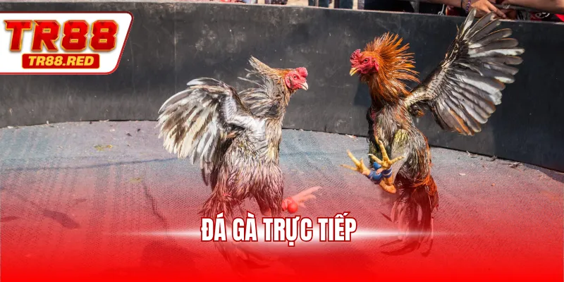 Đá gà trực tiếp